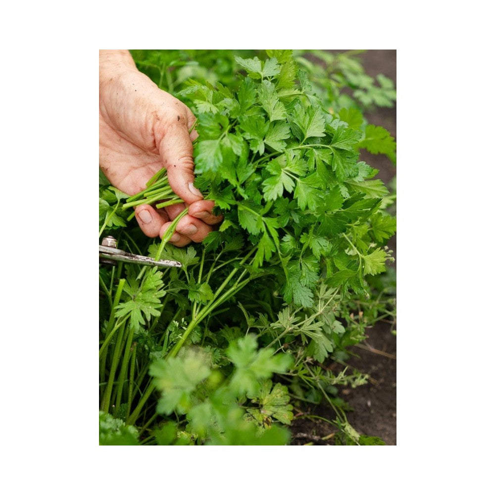 A. Vogel Herbamare Organic Fresh Herb Low Salt 125g