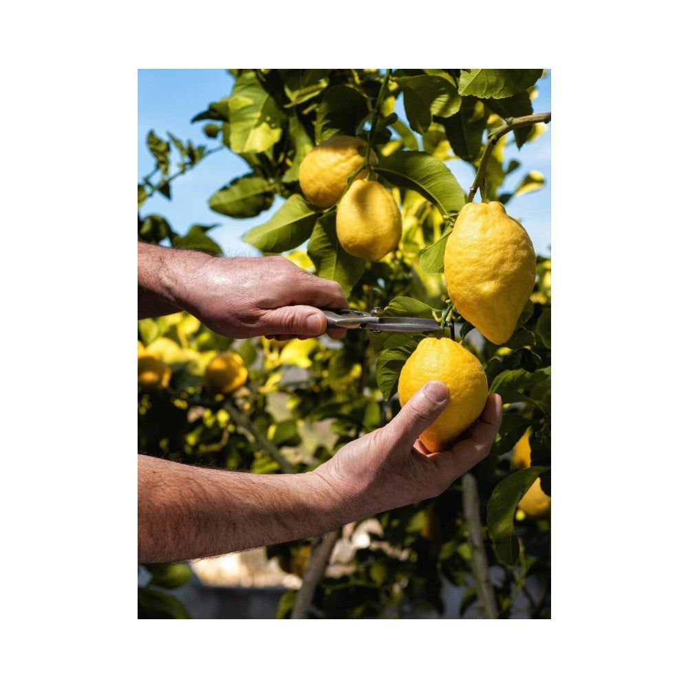 A. Vogel Herbamare Organic Fresh Herb Spicy Sea Salt 125g